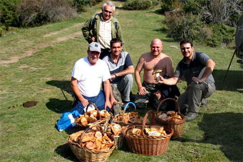 Rovellons voltants del càmping