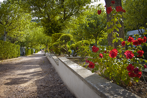 Flores y abundantes sombras